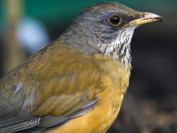 Cuando los machos escuchan el canto de otro de su misma especie responden de manera agresiva contra lo que consideran un intruso, mencionan los científicos. AFP / ARCHIVO