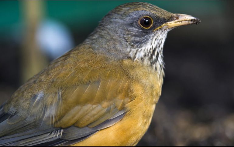 Cuando los machos escuchan el canto de otro de su misma especie responden de manera agresiva contra lo que consideran un intruso, mencionan los científicos. AFP / ARCHIVO