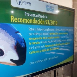 La CNDH pide proteger el hábitat de la vaquita marina