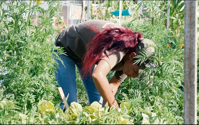 El Ayuntamiento de Tlajomulco busca abrir siete huertos más. EL INFORMADOR / R. Rivas