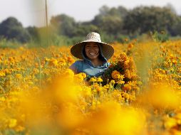 Puebla concentra el 21.43 % de la producción de cempasúchil a nivel nacional. EFE/H. Ríos