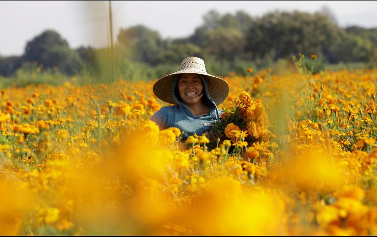 Puebla concentra el 21.43 % de la producción de cempasúchil a nivel nacional. EFE/H. Ríos