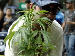 López Obrador dice que su gobierno no descarta legalizar el consumo lúdico de algunas drogas naturales, como la mariguana y los opioides, pero lo principal es impulsar el bienestar entre los jóvenes, para prevenir las adicciones. EFE / ARCHIVO