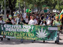 Mientras organizaciones civiles impulsan la legalización de la mariguana, el Senado de la República frenó la discusión en comisiones. EL INFORMADOR/Archivo