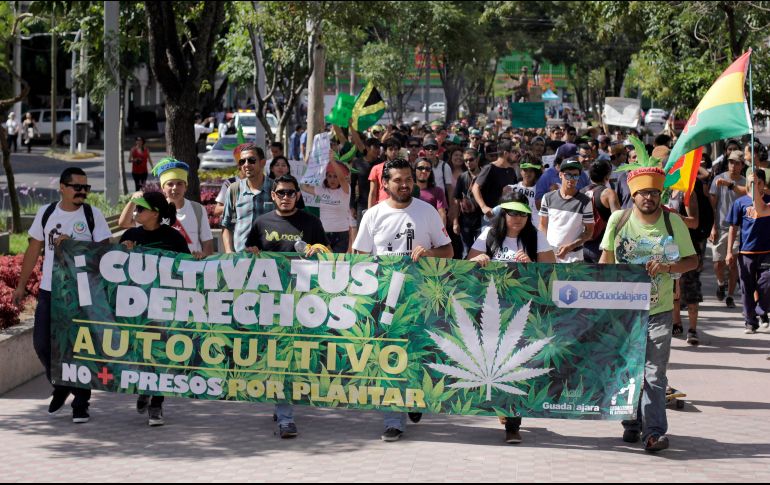 Mientras organizaciones civiles impulsan la legalización de la mariguana, el Senado de la República frenó la discusión en comisiones. EL INFORMADOR/Archivo