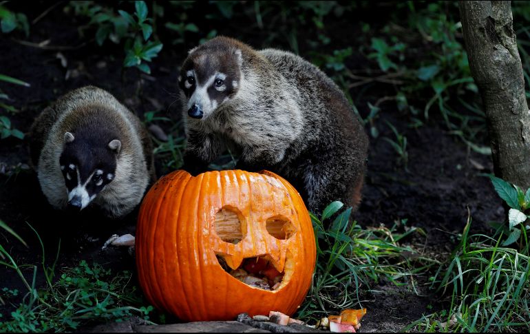 Monos capuchinos, pizotes, lemures, osos, rinocerontes, lobos o la tigre de bengala Romina fueron algunos de los que disfrutaron del particular manjar. EFE/E. Biba
