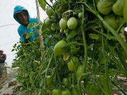 La falta de atención a las medidas básicas de protección puede causar que los trabajadores del campo resulten envenenados con químicos. EFE/Archivo