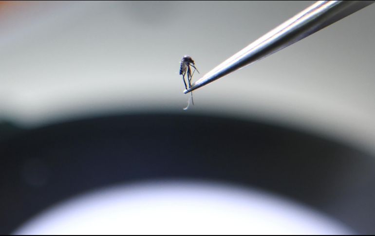 El virus del dengue habitualmente se trasmite a través de la picadura de un mosquito y es endémica en varios países de América, el sudeste asiático y África. AFP/ARCHIVO