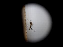 Debido a la temperatura cálida, en las zonas de playa probablemente no puedan cortarse las cadenas de transmisión del virus. EFE/Archivo