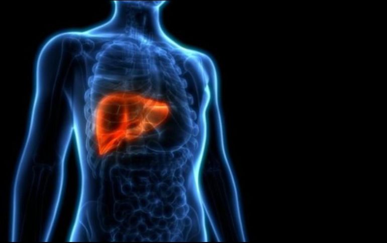 El hígado es el órgano más grande del cuerpo humano. GETTY IMAGES