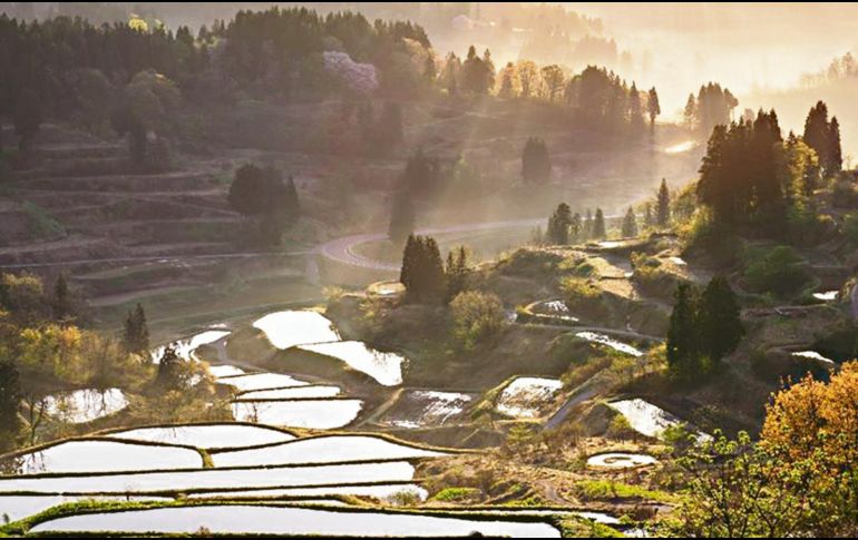Tokamachi. Se encuentra en la prefectura de Niigata, con sus bellísimos arrozales. CORTESÍA