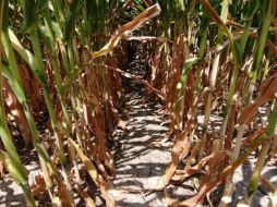 Además, se tienen en proceso de evaluación los daños que se tuvieron por sequía en varias regiones del estado. ESPECIAL