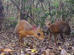 La especie Tragulus versicolor, es el nombre científico del ciervo ratón vietnamita de lomo plateado que se encuentra en la lista roja de especies amenazadas. TWITTER / @ceoaetnews