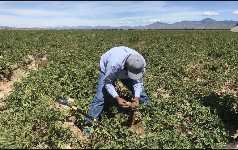 El crecimiento anual es impulsado sobre todo por el sector agropecuario. EFE/ARCHIVO