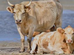 Si bien las vacas saben nadar, su travesía de varios kilómetros está fuera de las habilidades conocidas de estos animales. RHONDA HUNTER PHOTOGRAPHY