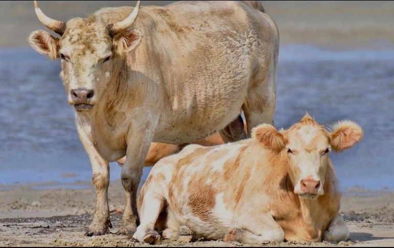 Si bien las vacas saben nadar, su travesía de varios kilómetros está fuera de las habilidades conocidas de estos animales. RHONDA HUNTER PHOTOGRAPHY