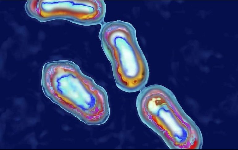 La peste está causada por la bacteria Yersinia pestis. GETTY IMAGES