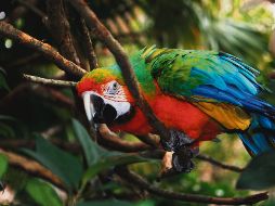 En un planeta en el que todos vivimos, la protección funciona es general. ESPECIAL/Pixabay