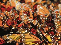 Desde el pasado 16 de noviembre y hasta el próximo 31 de marzo de 2020, los bosques de oyameles y pinos en Michoacán se llenarán de color naranja gracias a estos insectos. CORTESÍA / EME MEDIA