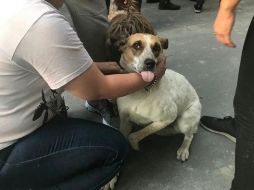 México es el primer país en recibir la validación de la OMS por la erradicación completa de la rabia transmitida por perros. GETTY IMAGES