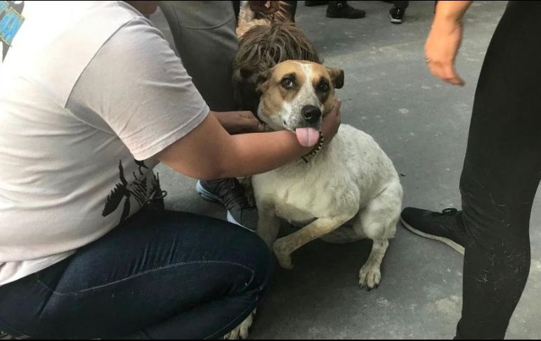 México es el primer país en recibir la validación de la OMS por la erradicación completa de la rabia transmitida por perros. GETTY IMAGES