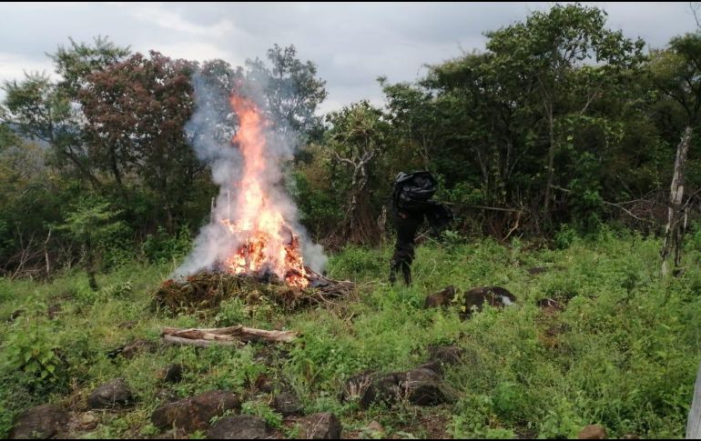 En Tequila se detectaron dos sembradíos que sumaban 7 mil 400 metros cuadrados. ESPECIAL