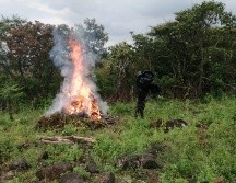 En Tequila se detectaron dos sembradíos que sumaban 7 mil 400 metros cuadrados. ESPECIAL