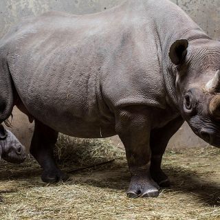 En "peligro crítico" tres especies de rinoceronte