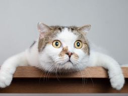 A los gatos siempre parece haberlos acompañado la mala fama. GETTY IMAGES