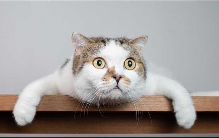 A los gatos siempre parece haberlos acompañado la mala fama. GETTY IMAGES