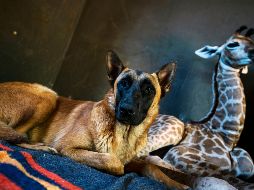 El perro Hunter, que vigila el orfanato, rápidamente comenzó a cuidar a Jazz, de nueve días de nacido. AP/D. Farell