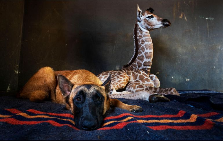 El perro Hunter, que vigila el orfanato, rápidamente comenzó a cuidar a Jazz, de nueve días de nacido. AP/D. Farell