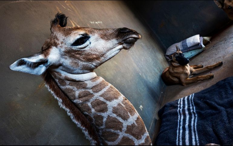 El perro Hunter, que vigila el orfanato, rápidamente comenzó a cuidar a Jazz, de nueve días de nacido. AP/D. Farell