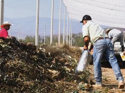 El trabajo de aprovechamiento de residuos en Tlajomulco ha bajado. Actualmente sólo se produce abono para 100 hectáreas, cuando antes se hacía para 500. EL INFORMADOR