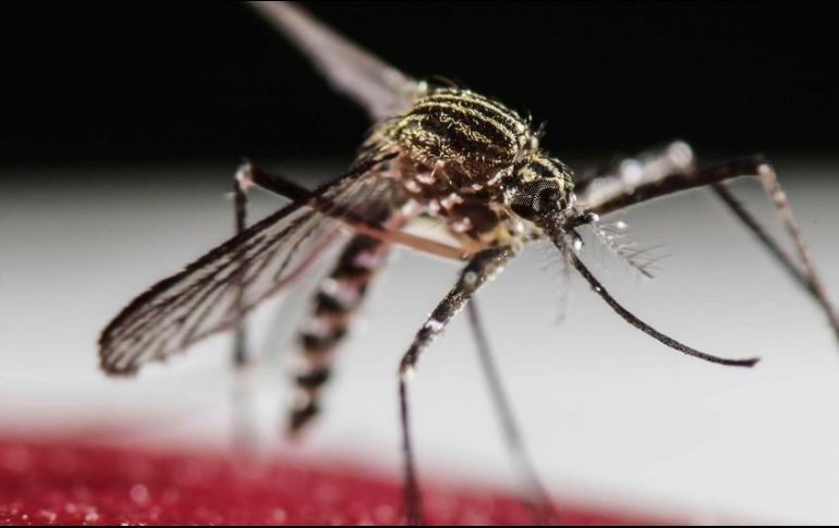 La mayoría de los casos, por contagios en la República Dominicana. EFE / ARCHIVO