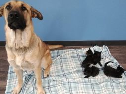 Los animales fueron encontrados en una zanja al lado de un camino rural cerca de Chatham, Ontario, en una noche en la que hacía una temperatura de -3 grados. FACEBOOK/Pet and Wildlife Rescue