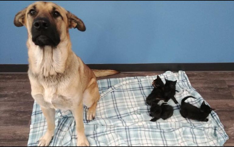 Los animales fueron encontrados en una zanja al lado de un camino rural cerca de Chatham, Ontario, en una noche en la que hacía una temperatura de -3 grados. FACEBOOK/Pet and Wildlife Rescue