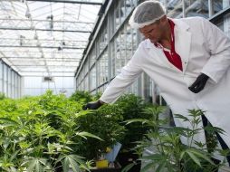 Se puede cultivar cannabis de forma legal en varios estados en Estados Unidos. GETTY IMAGES