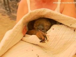 El vídeo del koala, rescatado mientras huía de las llamas en una carretera junto a un bosque, provocó un aluvión de mensajes de solidaridad y donaciones de australianos. EFE/ESPECIAL