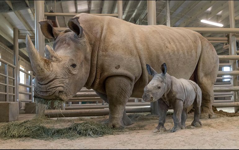 Cada día la pequeña fortalece lazos con su madre. AP / K. Bohn