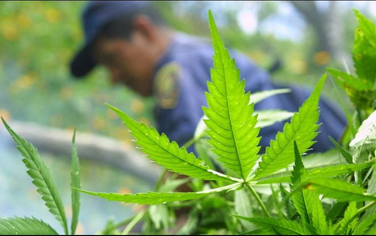 El martes, el presidente estadunidense Donald Trump anunció que clasificará a los grupos del narcotráfico que operan en México como terroristas. La medida fue rechazada por la Cancillería mexicana. EL INFORMADOR / ARCHIVO