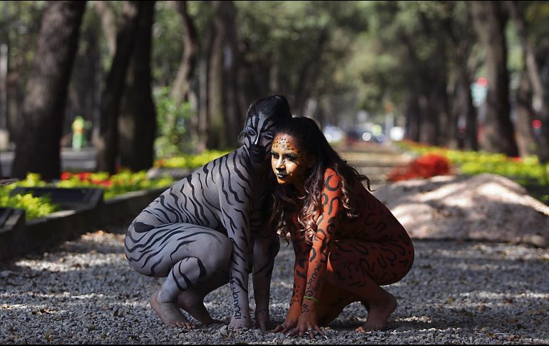 Anteriormente otro paquidermo fue sacrificado por su mal estado. NOTIMEX