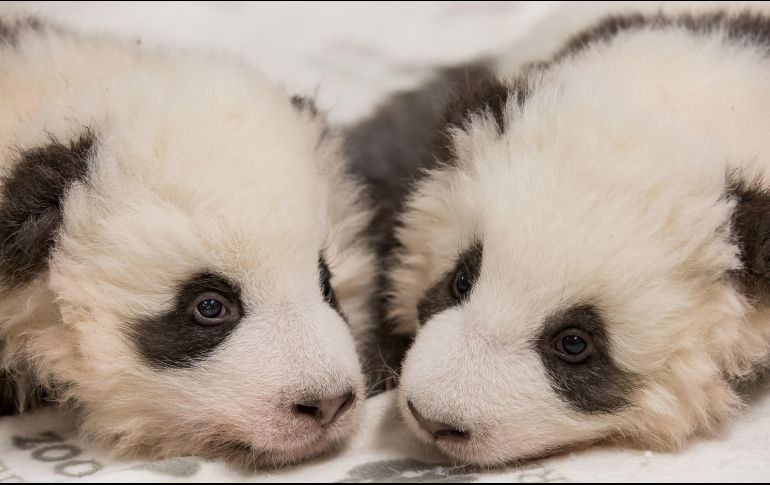 Los cachorros aún no tienen nombre ni se los ha mostrado al público. AFP /