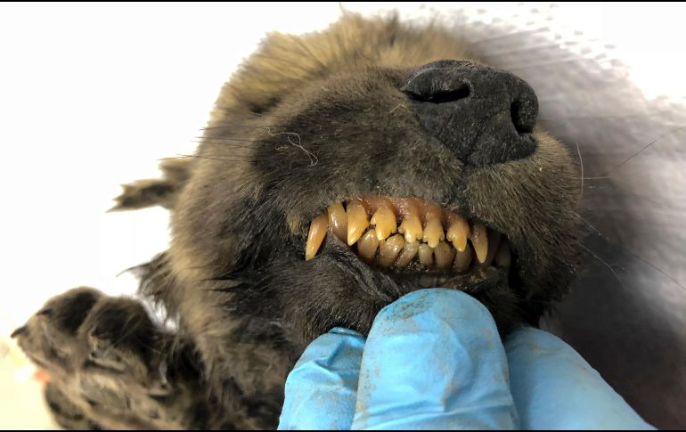 Los científicos todavía deben determinar si el espécimen es un perro o un lobo. AP / S. Fyodorov