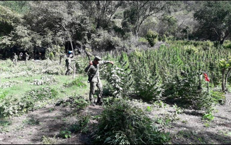 La Sedena precisó que tanto los detenidos como lo asegurado fue entregado a las autoridades correspondientes para iniciar con las investigaciones. ESPECIAL