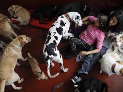 Estos animales han logrado 