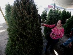 Mientras tanto en la zona metropolitana de Guadalajara los vendedores de árboles de navidad en los tianguis navideños esperan que la temporada de venta culmine hasta el próximo 16 de diciembre. EL INFORMADOR/ ARCHIVO