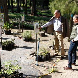 Con convenio, Extra A. C. planea entregar 300 mil árboles en 2020