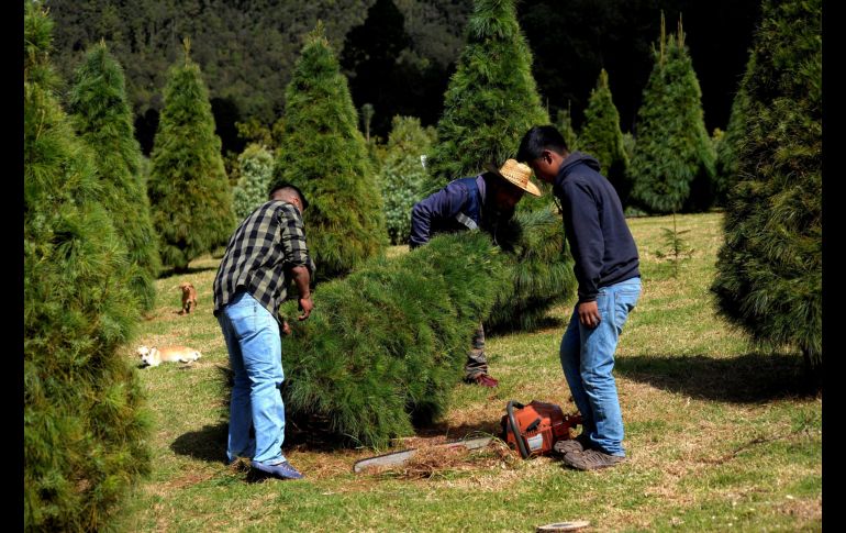 Lo que fueron cultivos de maíz pasaron a ser plantaciones de estos árboles. EFE/C. López