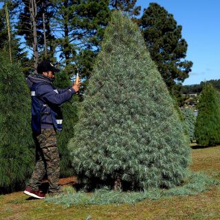 Indígenas siembran con éxito árboles de Navidad en Chiapas